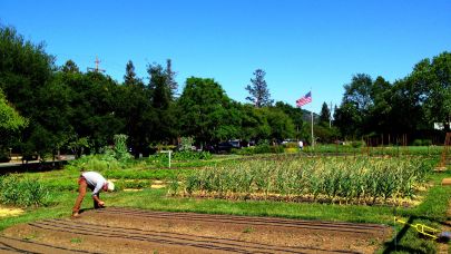 French Laundry Garden